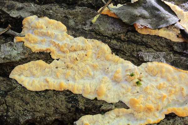 Phlebia tremellosa?